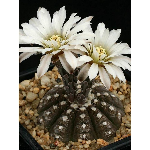 Gym Đĩa Bay - 3-3.5cm - Hoa trắng