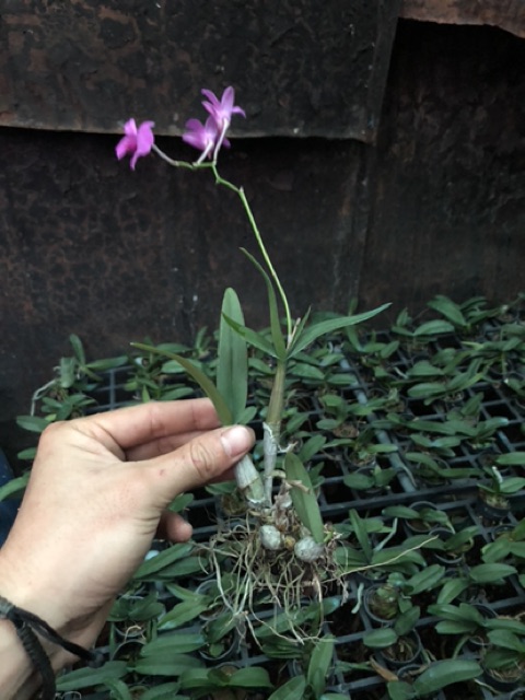 2 cây Denro mini thanh lý