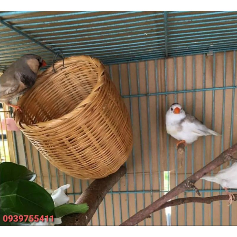 Tổ Chim Chào Mào Tổ Chim Sinh Sản Cho Chào Mào Tổ Tre Đan Cho Chim Đẻ Tổ Đẻ Cho Chim Ổ Đẻ Cho Chim