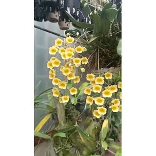 1 cụm Cây giống lan rừng Vảy rồng