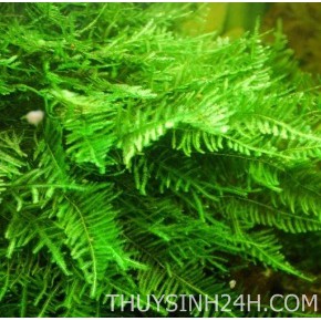 RÊU XMAS_THỦY SINH