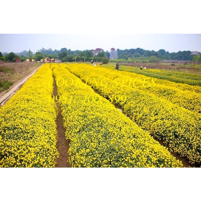 Trà Hoa Cúc vàng loại 1  dùng pha trà