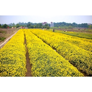 [ Hũ 120ml ] Trà Hoa Cúc vàng loại 1 ( Daisy Flower ) dùng pha trà