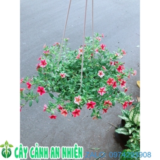 Chậu Hoa Triệu Chuông
