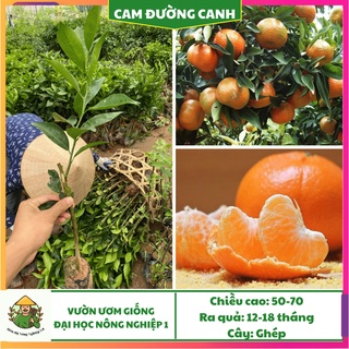 Cây giống cam đường canh F1, cây cam đường đại học nông nghiệp 1, giống cam canh ghép cao 60cm - 70cm