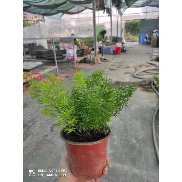 Tùng đuôi chồn - để bàn, trang trí rất xinh