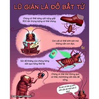 Hộp 12 viên diệt gián nhật bản