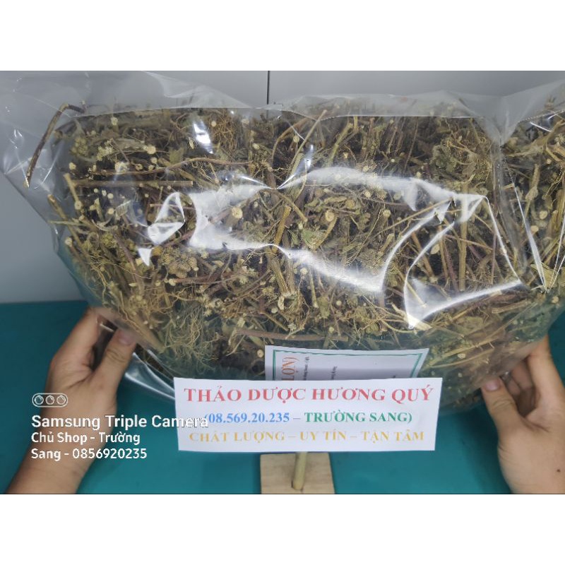 1Kg Cây Cỏ Hôi (Cây Cưt Lợn) Cam Kết Khô, Sạch, Chất Lượng