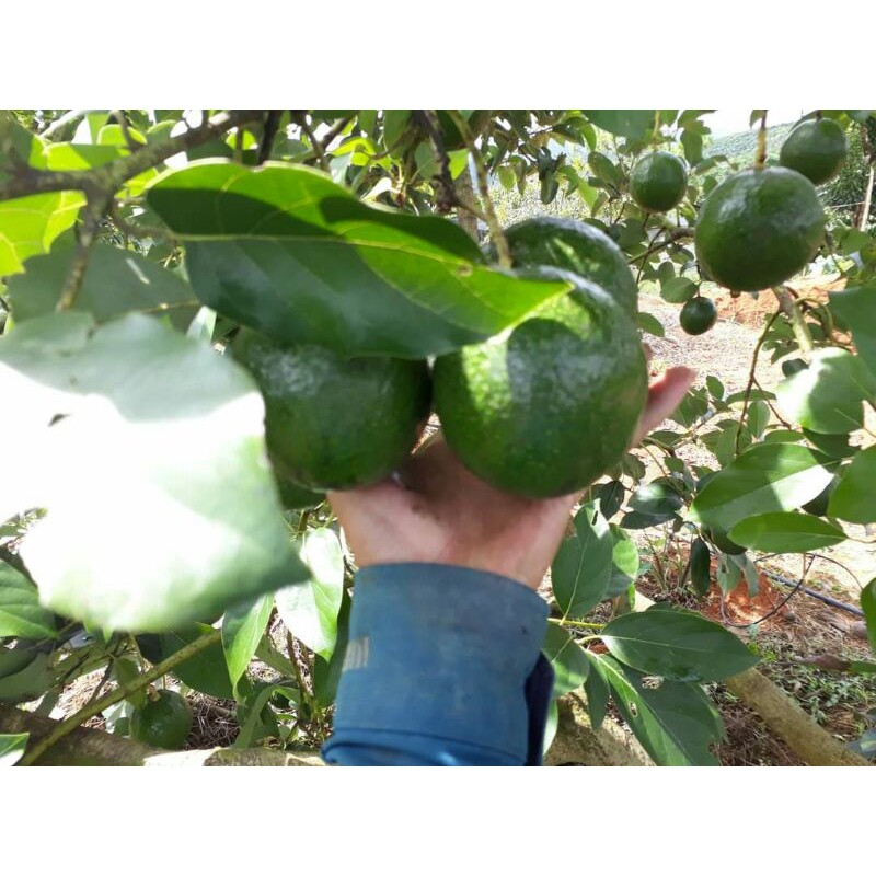 Bơ booth Di Linh Lâm Đồng