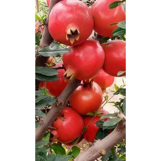 Cây giống lựu đỏ Ấn Độ - cây chiết cành cho trái sai - quả có màu đỏ đậm rực rỡ - Trang Flower