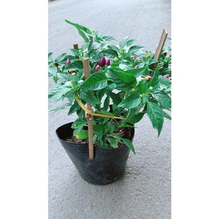 Ớt Tím Hàng Đẹp
