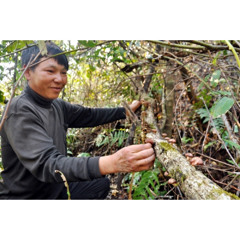 [FreeShip] Nấm Hương Rừng Tây Bắc (Đặc Sản Vùng cao)