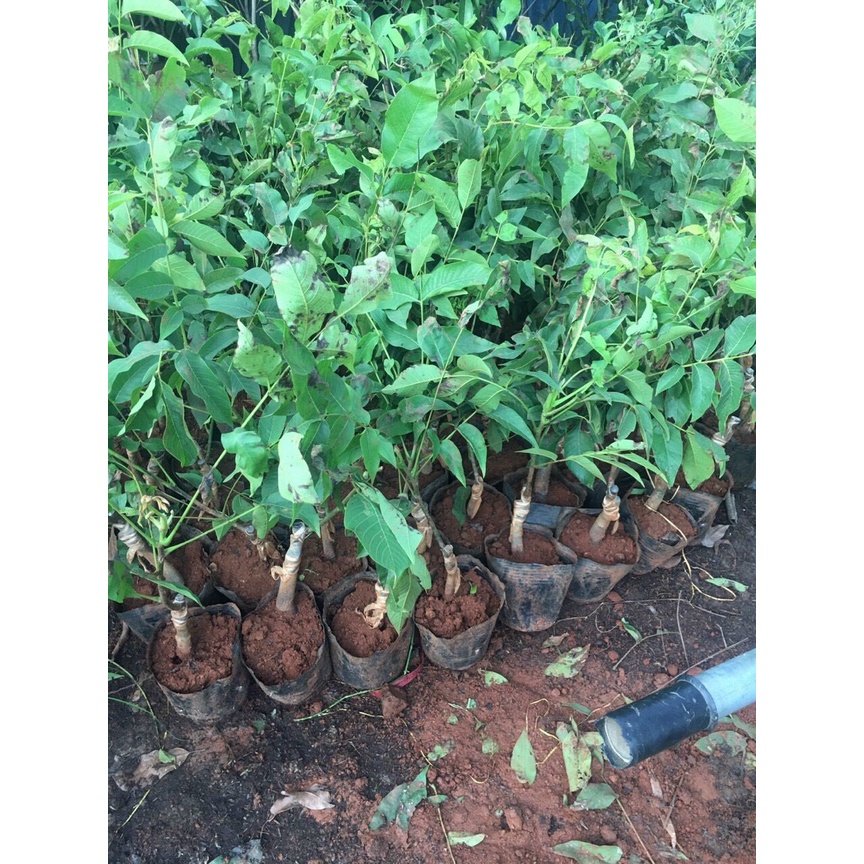 Cây giống quả Óc chó - Walnut