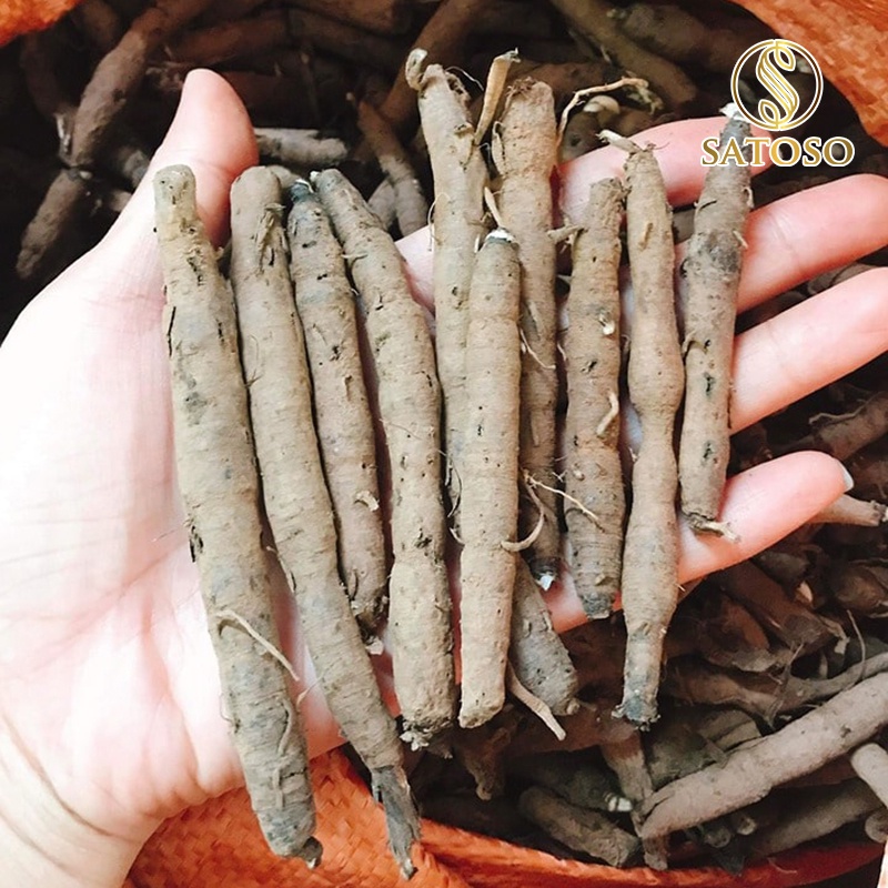 Sâm cau đen (Tiên mao) SATOSO 1kg thượng hạng tốt cho sinh lực nam giới SA55