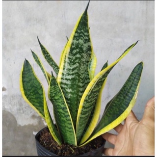 Cây lưỡi hổ thái lớn