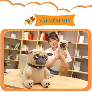 Chó Bông Mặt xệ Pug