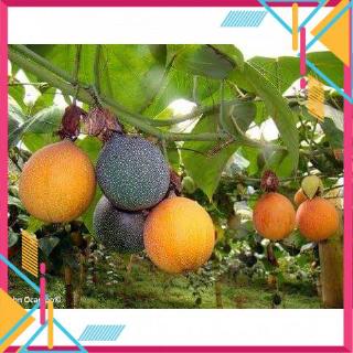 cây giống CHANH LEO NGỌT COLOMBIA