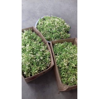 Hoa Đu Đủ khô 1kg