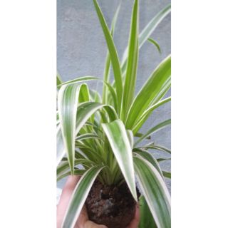 Cây lan chi gốc kép 5 cây đủ bình để bàn siêu xinh