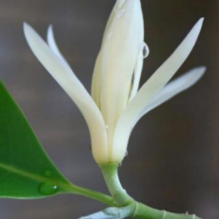 Cây giống hoa ngọc lan