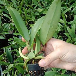 Hoa lan giống chọn màu