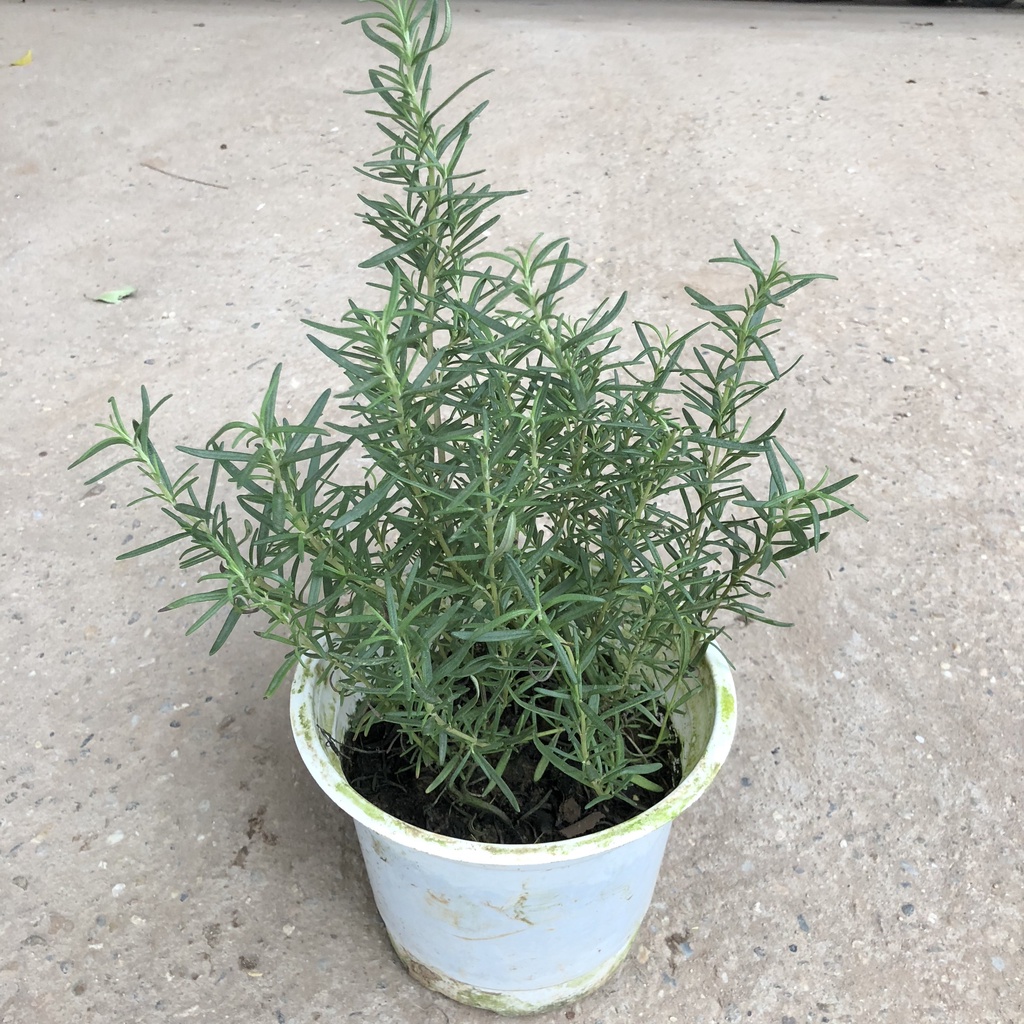Cây hương thảo Rosemery, Cao 20cm thuộc cây dược liệu, lá tỏa hương thơm dễ chịu sinh trưởng tốt, có nhiều công dụng