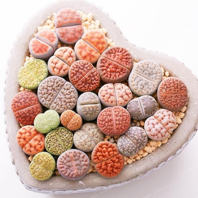 [MUA 10 TẶNG 1] SEN ĐÁ LITHOPS (SEN MÔNG; THẠCH LAN)