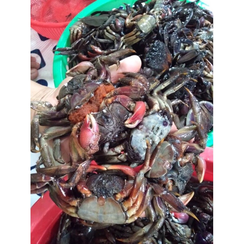 BA KHÍA MUỐI RẠCH GỐC NGUYÊN CON