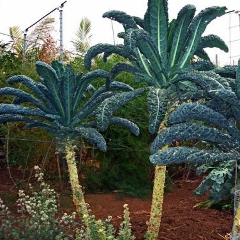 Hạt giống cải kale xoăn xanh/kale xoăn tím/kale khủng long/kale thuỷ tinh cao sản F1