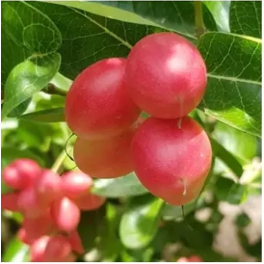HẠT GIỐNG CÂY SIRO QUẢ ĐỎ HỒNG - Gói lớn nhiều hạt - Tặng gói kích nảy mầm
