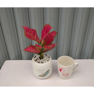 Cây Cảnh Để Bàn - Cây Vạn Lộc Đỏ Để Bàn