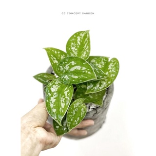 Trầu Bà | Scindapsus argyraeus