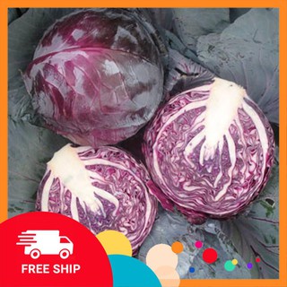 1g Hạt giống Bắp cải tím (tặng gói Kích nẩy mầm và Hướng dẫn) KHUYẾN MẠI TRONG NGAY