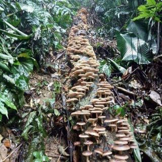 Nấm hương rừng khô. Túi 1kg