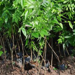 Cây giống gỗ xưa đỏ cây cao 80_1m