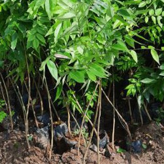 Cây giống gỗ xưa đỏ cây cao 80_1m