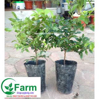 Combo 02 cây nho thân gỗ bé