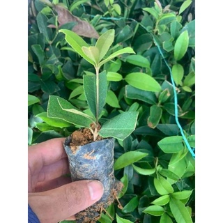Cây giống mộc hương ta