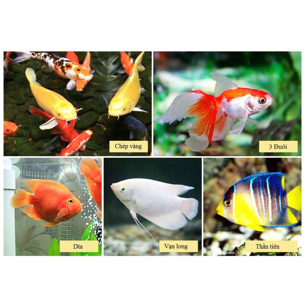 [Mã PET50K giảm Giảm 10% - Tối đa 50K đơn từ 250K] Cám thái Omega/ Sakura dành cho mọi loại cá