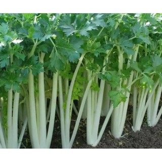 5 gram hạt giống cần tây trắng
