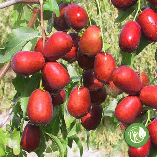 Táo Đỏ khô 1KG - ND110