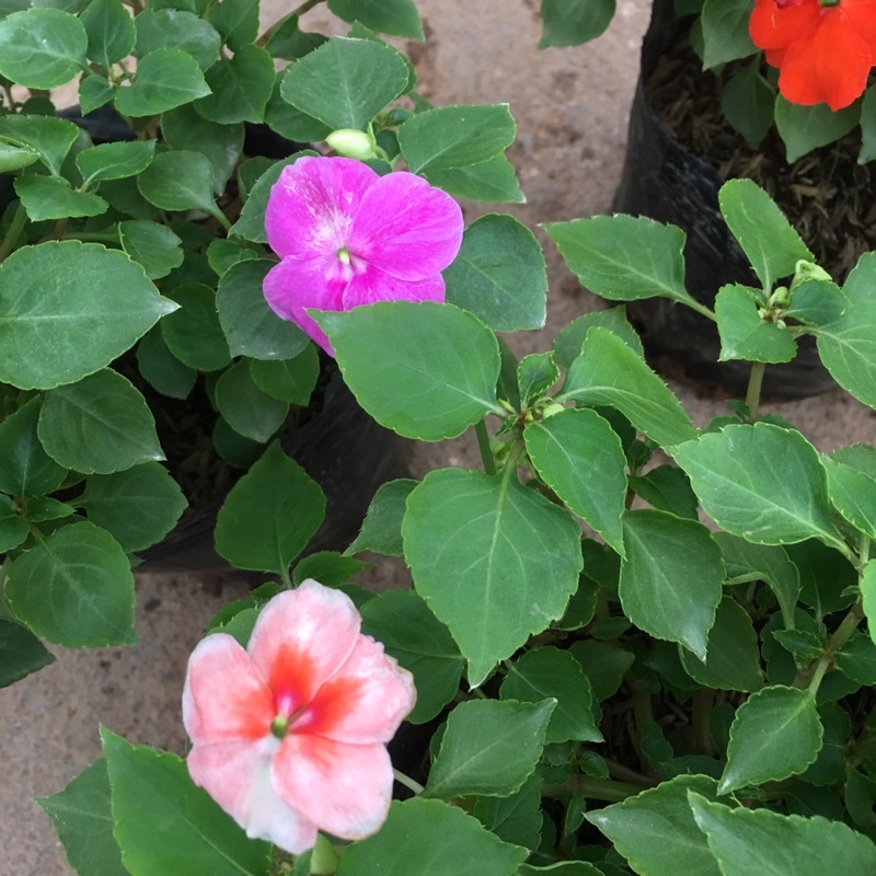 Hoa Ngọc Thảo Đơn Sẵn Nụ Và Hoa