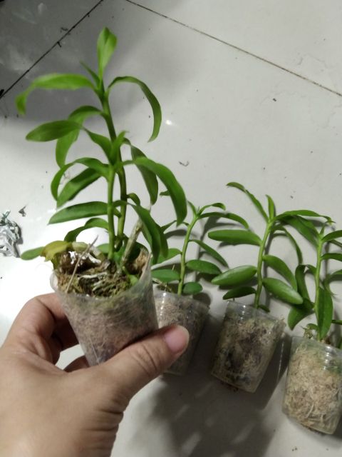Lan Phi Điệp Giả Hạc Tím hàng mô Thái Lan