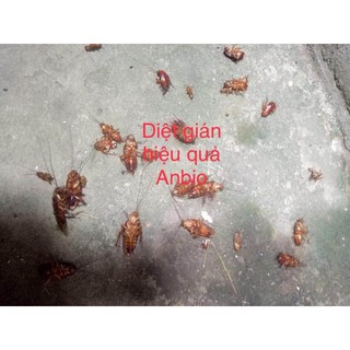 [DIỆT SẠCH] THUỐC DIỆT KIẾN GIÁN SINH HỌC ANBIO
