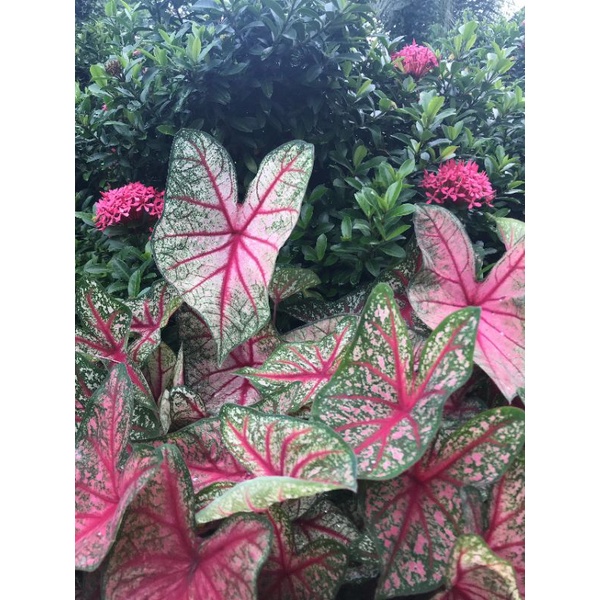 Củ giống cây môn cảnh .