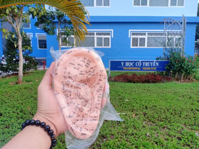 Mô hình LOA TAI TẶNG MIẾNG DÁN NHĨ CHÂM VÀ TRANH HUYỆT