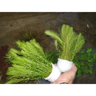 Cây thủy sinh thủy trúc- huấn sinh vật cảnh