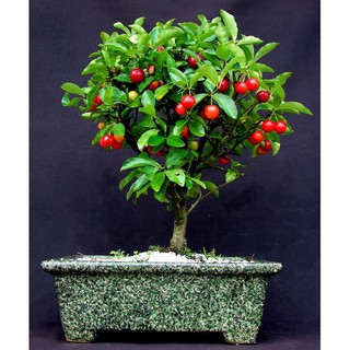 CÂY CHERRY ANH ĐÀO