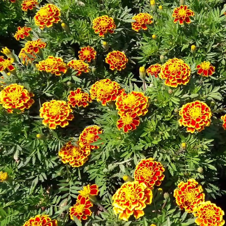 Hạt Giống Hoa Vạn Thọ Pháp Ban Mai Rado 835 Rạng Đông - Gói 0.1g (HRD-064)