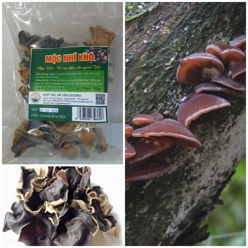 Mộc Nhĩ Rừng Ba Bể